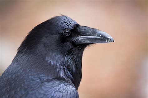 raven in india